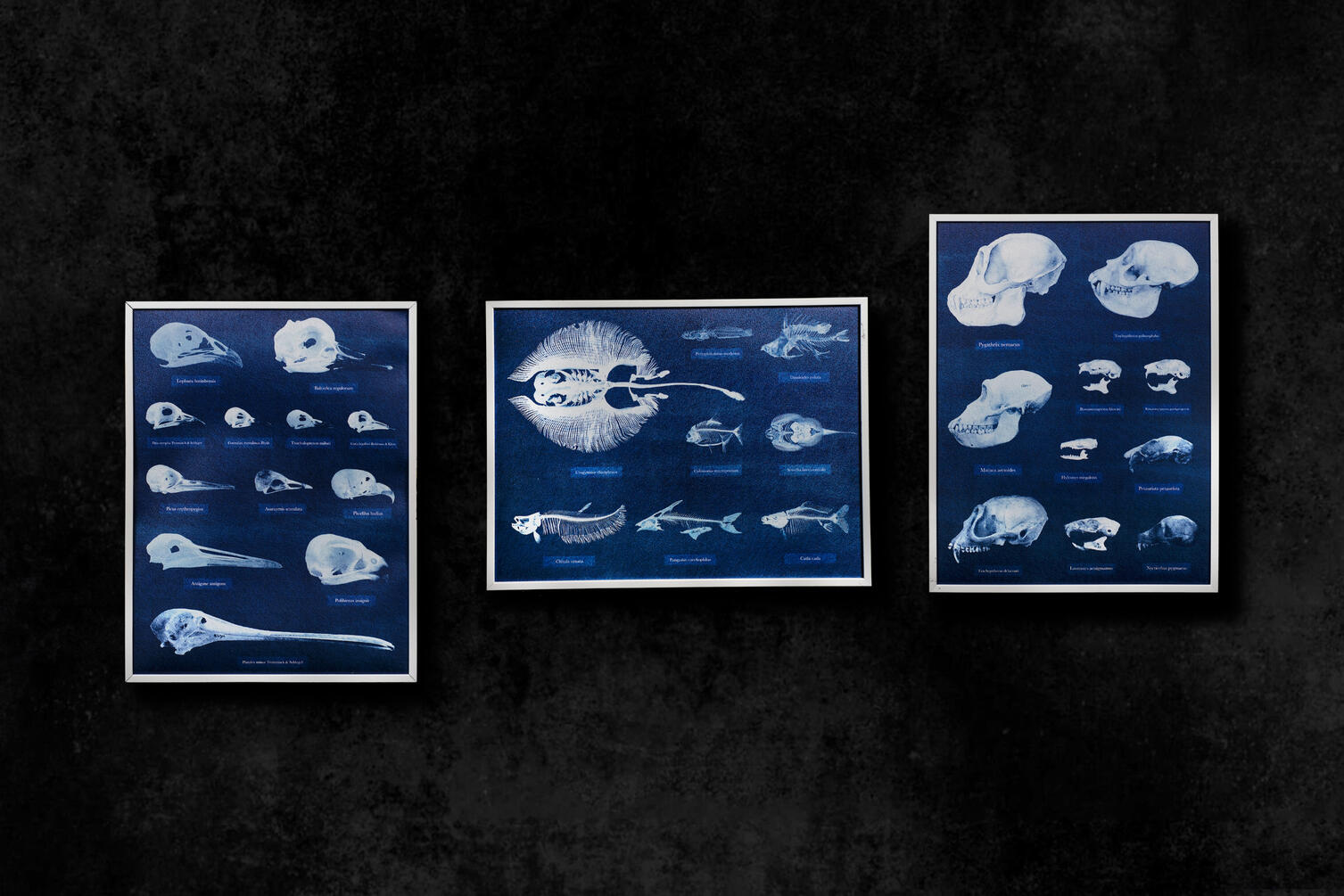 Tympanum, Cartilage, Phalanx